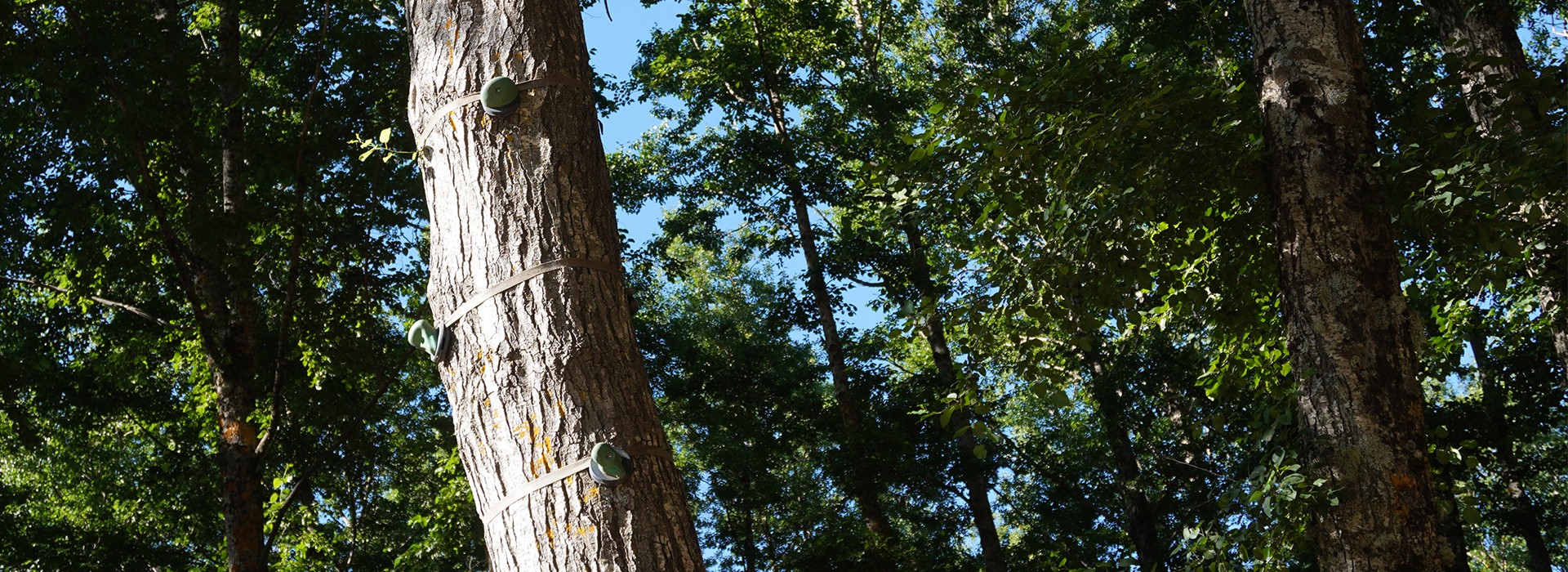 Arrampicata - Tree Climbing