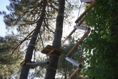 Arrampicata - Tree Climbing